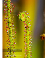 dew-covered sundew plant with trapped insects macro nature photography