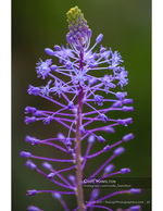 purple wildflower cluster macro nature photography