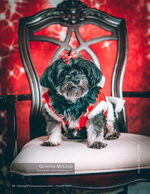 small dog in a festive outfit on a chair pet photography