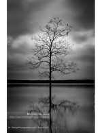 lone bare tree reflected in still water black and white nature photography