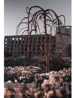 flowering ornamental tree against a building at dusk nature photography