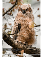fluffy owlet perched on a tree branch nature photography