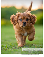 cavalier puppy running across the grass pet photography