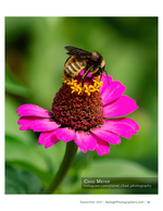 bee pollinating a bright pink zinnia nature photography