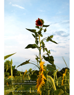 tall sunflower silhouetted against a blue sky nature photography