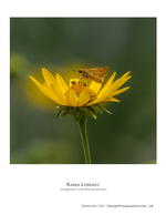 skipper butterfly perched on a yellow flower nature photography