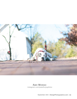 white dog resting on a brick sidewalk pet photography