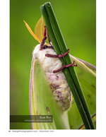 luna moth clinging to a green stem macro photography