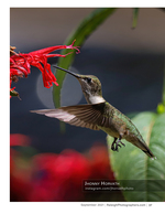 hummingbird feeding from a red flower nature photography