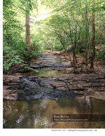 shallow creek winding through a forest landscape photography