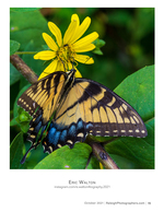 eastern tiger swallowtail butterfly on a yellow flower nature photography