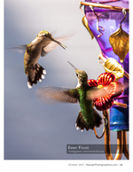 two hummingbirds hovering at a glass feeder nature photography