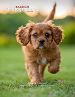Cavalier King Charles Spaniel puppy running through grass back cover pet photography