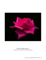 single pink rose in bloom against a black background nature photography