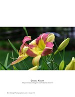 close-up of a pink and yellow daylily in bloom nature photography