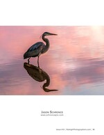 great blue heron reflected in pink sunset water wildlife photography