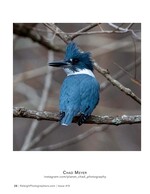 belted kingfisher perched on a bare branch wildlife photography
