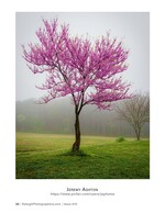 redbud tree in full bloom in the morning fog nature photography