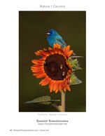 indigo bunting perched on a sunflower nature photography
