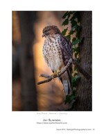 red-shouldered hawk perched at sunset wildlife photography