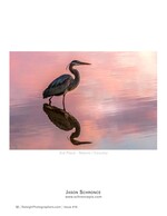 great blue heron reflected in pink water nature photography