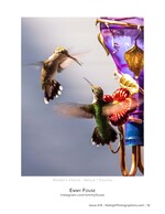 two hummingbirds at a glass feeder nature photography