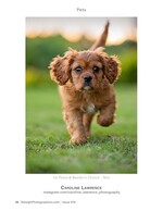 cavalier puppy running through grass pet photography