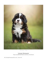 bernese mountain dog puppy in the grass pet photography