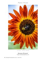 bumblebee on an orange sunflower macro photography