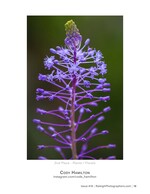 purple flower spike macro nature photography