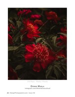 red peonies in bloom close-up floral photography