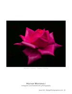 pink rose glowing against black background floral photography
