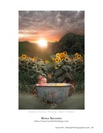 baby in a tub in a sunflower field infant photography