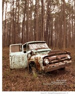 rusted abandoned pickup truck reclaimed by a pine forest rural landscape photography
