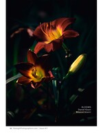 dark red daylilies lit from within macro nature photography