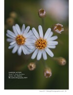 white garden asters in soft focus macro nature photography