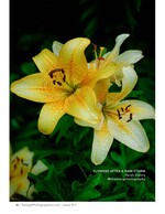 rain-dropped yellow lilies close-up macro nature photography