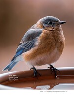 eastern bluebird perched on a birdbath wildlife photography
