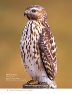 red-shouldered hawk perched on a fence post wildlife photography