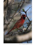 northern cardinal perched among bare branches wildlife photography
