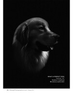 golden retriever's face lit dramatically against black background pet photography
