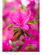 pink azalea blossom close-up flower photography