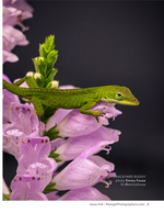 green anole lizard perched on foxglove blooms nature photography