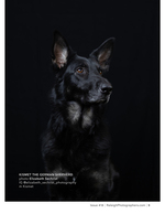 black german shepherd dog studio portrait pet photography