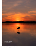 heron silhouette wading at sunset nature photography