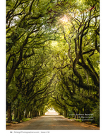 tree-canopy tunnel road landscape photography
