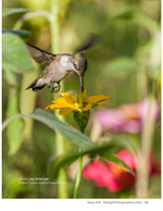 hummingbird feeding on a yellow flower nature photography
