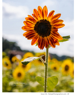 backlit orange sunflower close-up flower photography