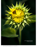 sunflower bud just beginning to open flower photography