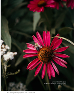 bee pollinating a pink coneflower nature photography